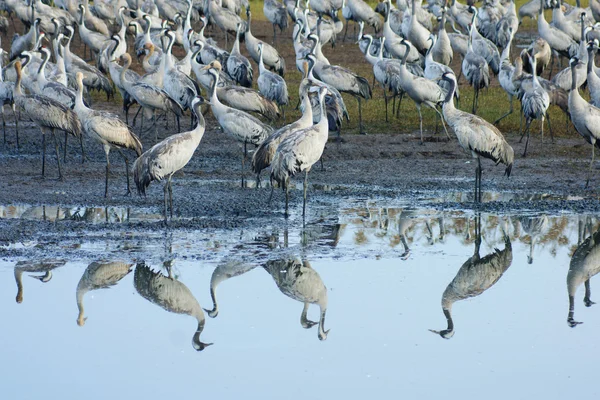 Crane birds — Stock Photo, Image