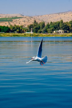 Seagull, the Sea of Galilee clipart