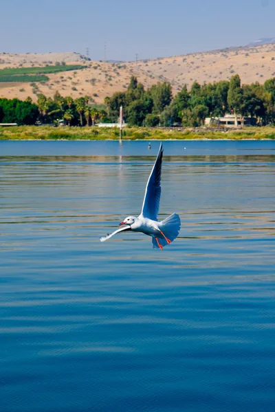 Seagull, the Sea of Galilee — Stock Photo, Image