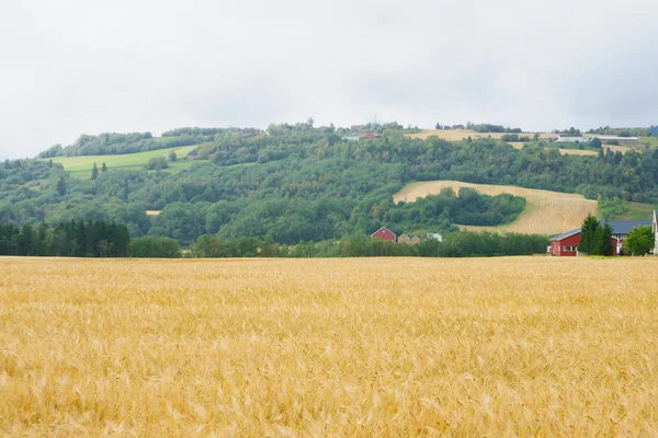 Norska landsbygden — Stockfoto