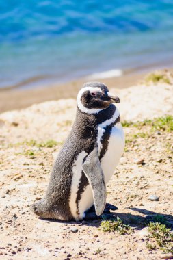 Macellan pengueni, Valdes