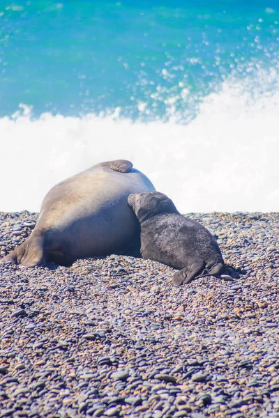 Elephant Seal, Valdes — Stock fotografie