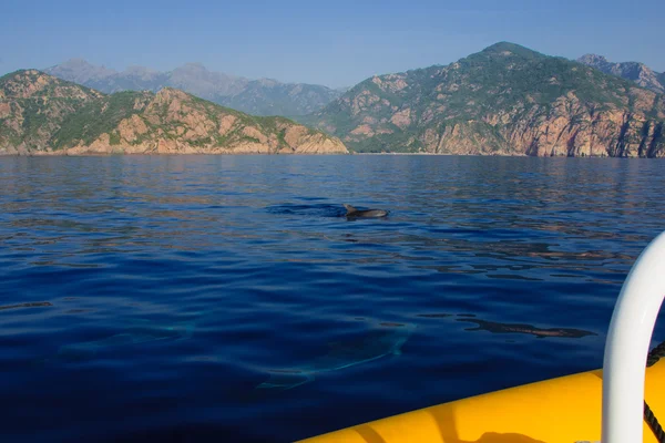 Delfiner i viken porto — Stockfoto