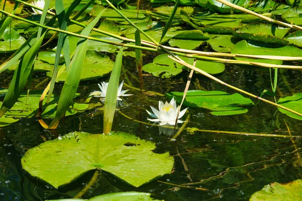 Water Lily, Skadar Lake — Stock Photo, Image