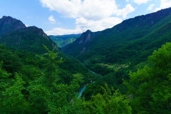 Tara River and Canyon — Stock Photo, Image