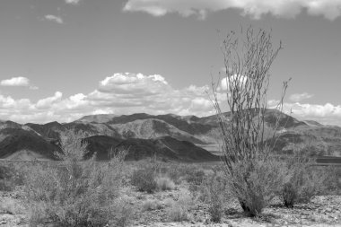 Joshua Tree Np Manzara
