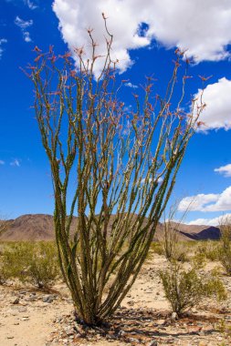 Joshua Tree Np Manzara