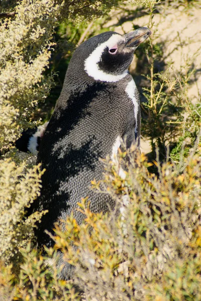 Magellanska pingvin, Valdes — Stockfoto