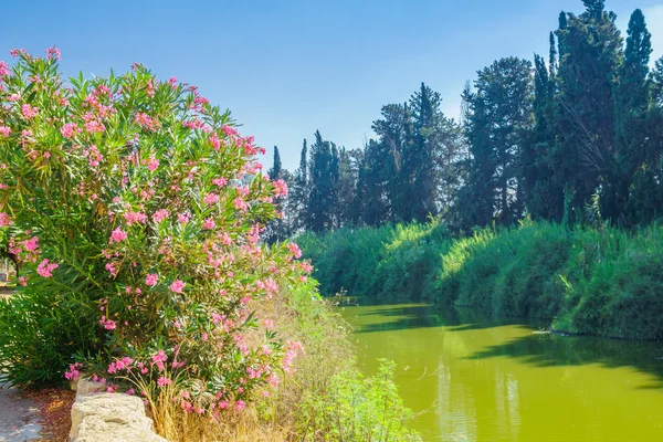 Riserva Naturale di Nahal Alexander — Foto Stock