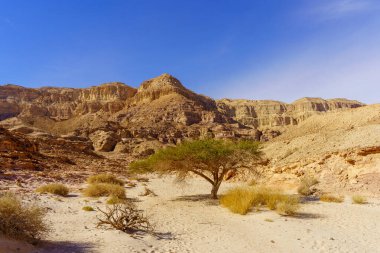 İsrail 'in güneyindeki Timna çöl parkında, Acacia ağaçlarıyla kaya oluşumları ve manzara