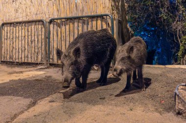Hayfa, İsrail 'de bir halk caddesinde yaban domuzu manzarası
