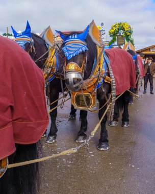 Münih, Almanya - Ekim 06, 2024: Ekim Festivali Sahnesi, geleneksel süslemeleri ve idarecisi olan bira fabrikası atları, Münih, Bavyera, Almanya