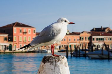 Martı Murano, Venedik