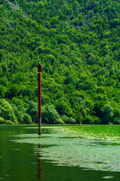 Rijeka Crnojevica, Skadar Lake — Stock Photo, Image