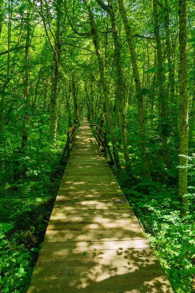 Un sendero de madera en el lago Biograd — Foto de Stock