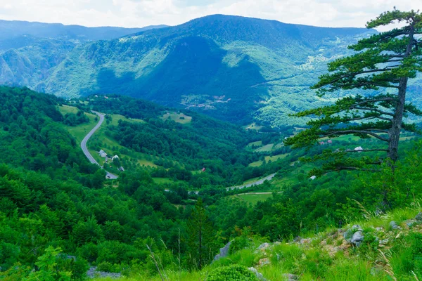 Tara-Schlucht — Stockfoto