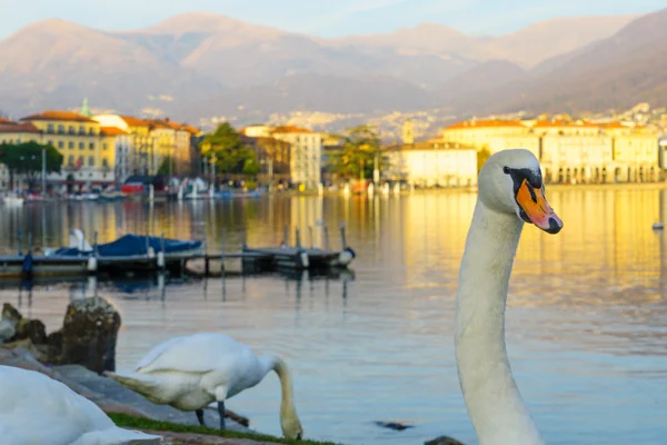 Cisnes en el paseo marítimo, Lugano — Foto de Stock