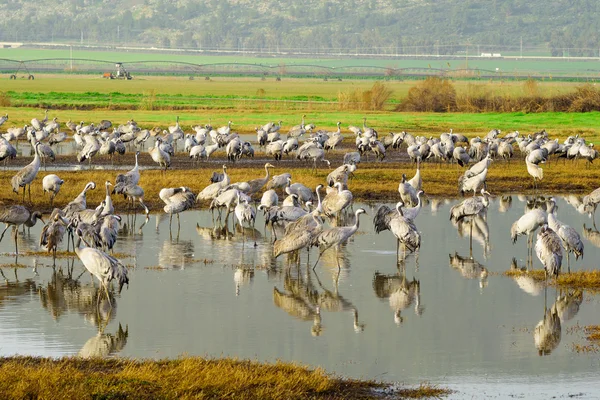 Crane birds in Agamon Hula bird refuge — Stock Photo, Image