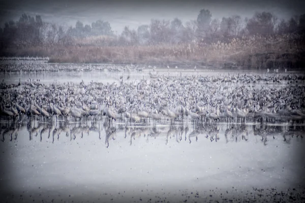 Crane birds in Agamon Hula bird refuge — Stock Photo, Image