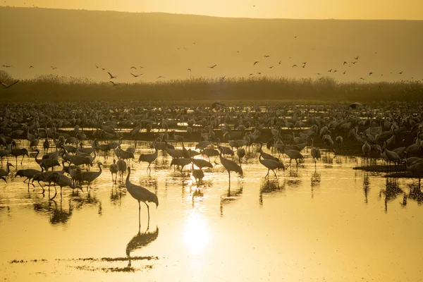 Crane birds in Agamon Hula bird refuge — Stock Photo, Image
