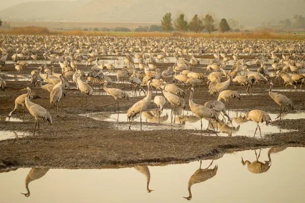 Crane birds in Agamon Hula bird refuge — Stock Photo, Image