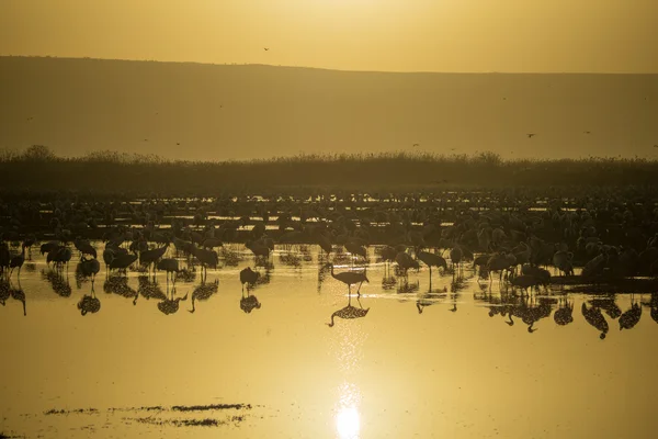 Kraan vogels in Agamon Hula vogel schuilplaats — Stockfoto