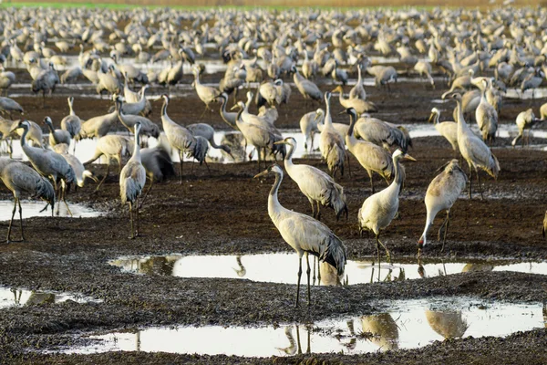 Crane birds in Agamon Hula bird refuge — Stock Photo, Image