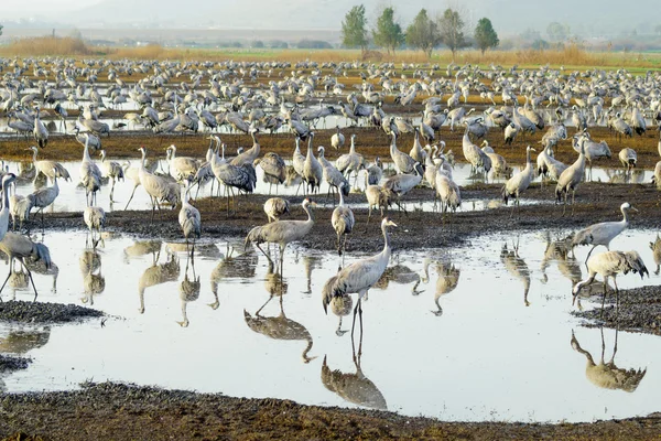 Crane birds in Agamon Hula bird refuge — Stock Photo, Image