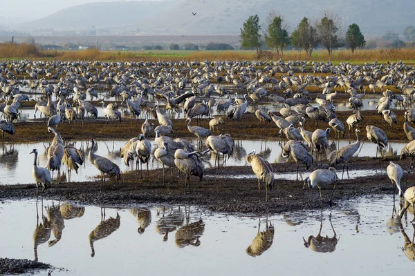 Crane birds in Agamon Hula bird refuge — Stock Photo, Image