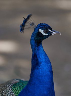 Renkli tavus kuşu (Pavo kristali) yakın mesafeden sağa bakıyor