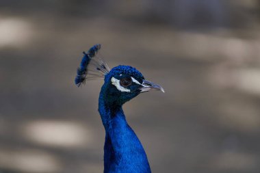 Renkli tavus kuşu (Pavo kristali) yakın mesafeden sağa bakıyor