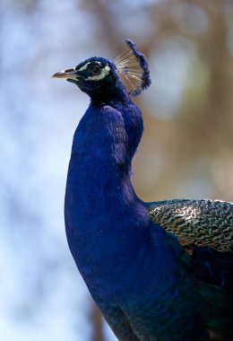 Renkli tavus kuşu (Pavo kristali) sola bakıyor