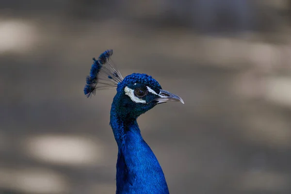 Renkli tavus kuşu (Pavo kristali) yakın mesafeden sağa bakıyor