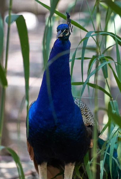 Çok renkli tavus kuşu (Pavo kristali) çimenlerin arasına gizlenmiş kameraya bakıyor.