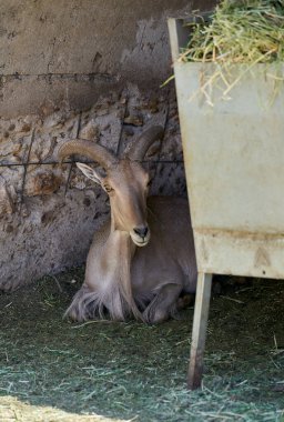 Gölgede dinlenen bir keçinin erkeği