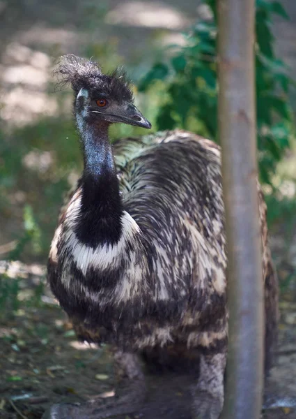 Adult Emu Brown Eye Black Beak Looking Side — Stock Photo, Image