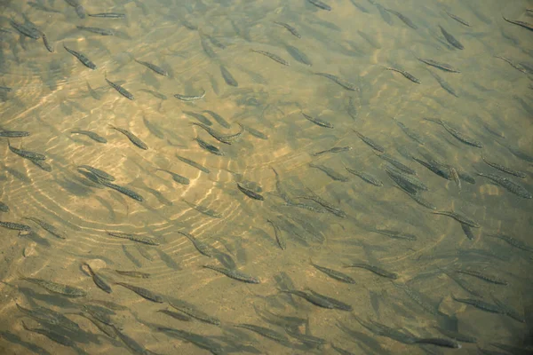 Rebanho Pequenos Peixes Águas Rasas Luz Sol Conceito Movimento — Fotografia de Stock