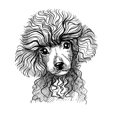 Küçük bir köpeğin portresi, fino köpeği. Siyah beyaz kalemle elle çizilmiş taslak, gerçekçi vektör çizimi.