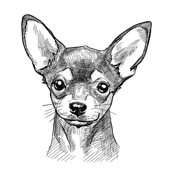 Küçük bir köpeğin portresi, bir Chihuahua köpeği. Siyah ve beyaz bir kalemle elle çizim, vektör. — Stok Vektör