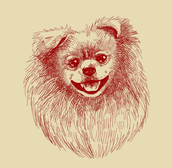 Portrait d'un petit chien, un chiot poméranien. Stylo croquis dessiné à la main, illustration vectorielle réaliste. — Image vectorielle