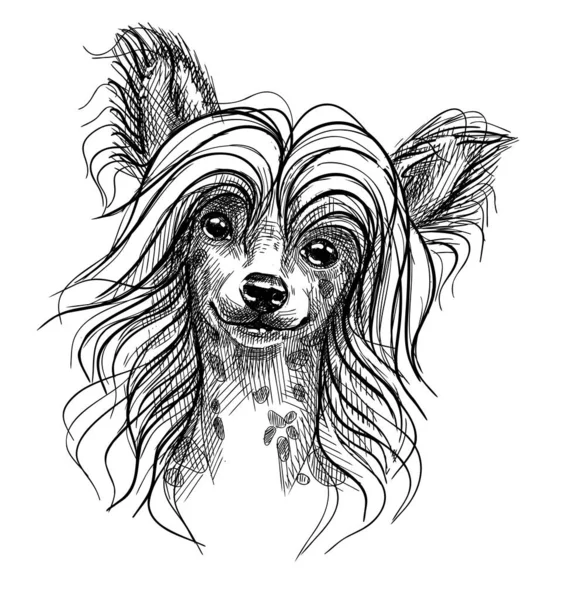 Ritratto di un cagnolino, un cagnolino crestato cinese. Schizzo disegnato a mano con penna in bianco e nero, illustrazione vettoriale realistica. — Vettoriale Stock