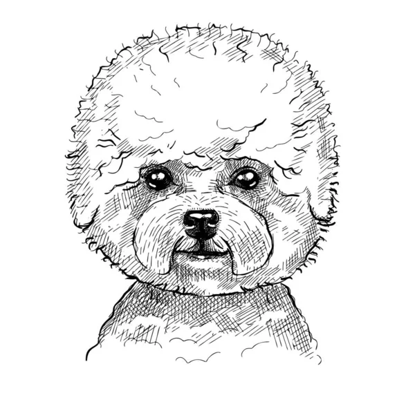 Ritratto di un cagnolino, un cagnolino riccio cagnolino Bichon Frise. Schizzo disegnato a mano con penna in bianco e nero, illustrazione vettoriale realistica. — Vettoriale Stock