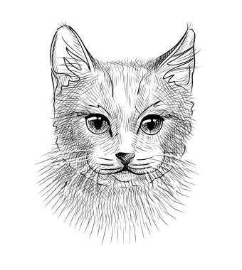 Robot resim. Kedi. İzole edilmiş bir arkaplanda portre. Vektör.