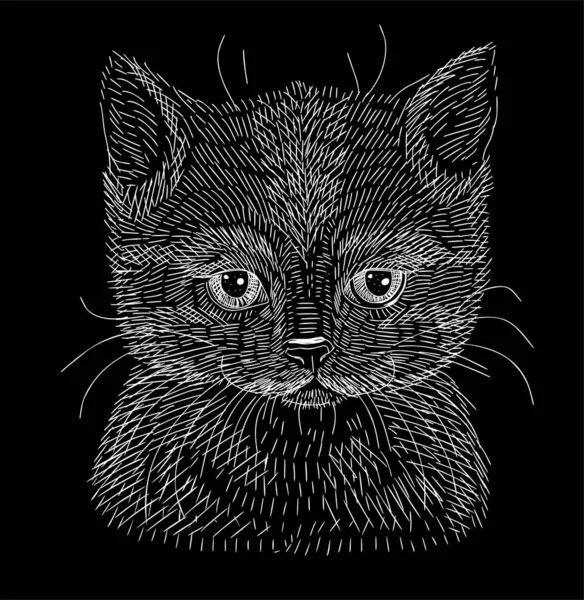Cute kitten. White chalk sketch on a black background. Portrait on an isolated background. — Stock Vector