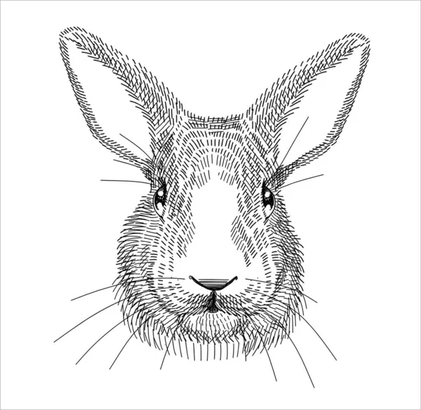 Illustration en noir et blanc, croquis dessiné avec un stylo. Lapin animal, portraits de têtes. Contexte isolé. — Image vectorielle