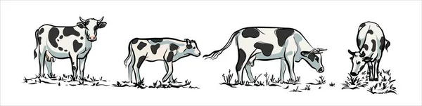 A set of cows. Black and white illustrations in a realistic style. — Stock Vector