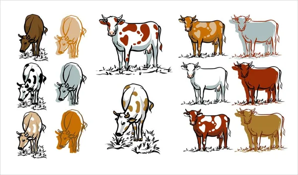 Um conjunto de vacas. Ilustração a cores de logotipos de ícones. — Vetor de Stock