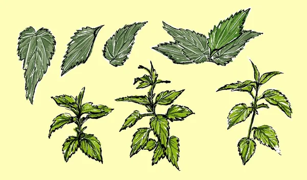 Set of nettle plant, botanical illustration. In the style of a color sketch. — Stock Vector