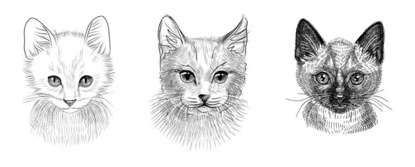 Una serie di illustrazioni della testa di un gatto o un gattino. Schizzo in bianco e nero con penna manoscritta. — Vettoriale Stock