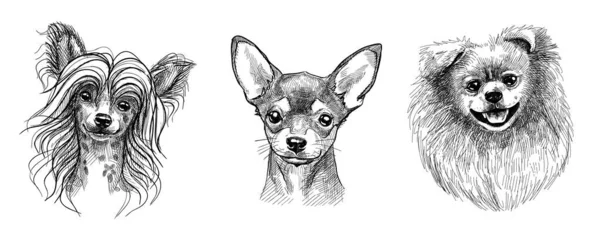 Una serie di tre ritratti di cuccioli o cani carini. Schizzo in bianco e nero nello stile della grafica disegnata a mano con una penna. — Vettoriale Stock
